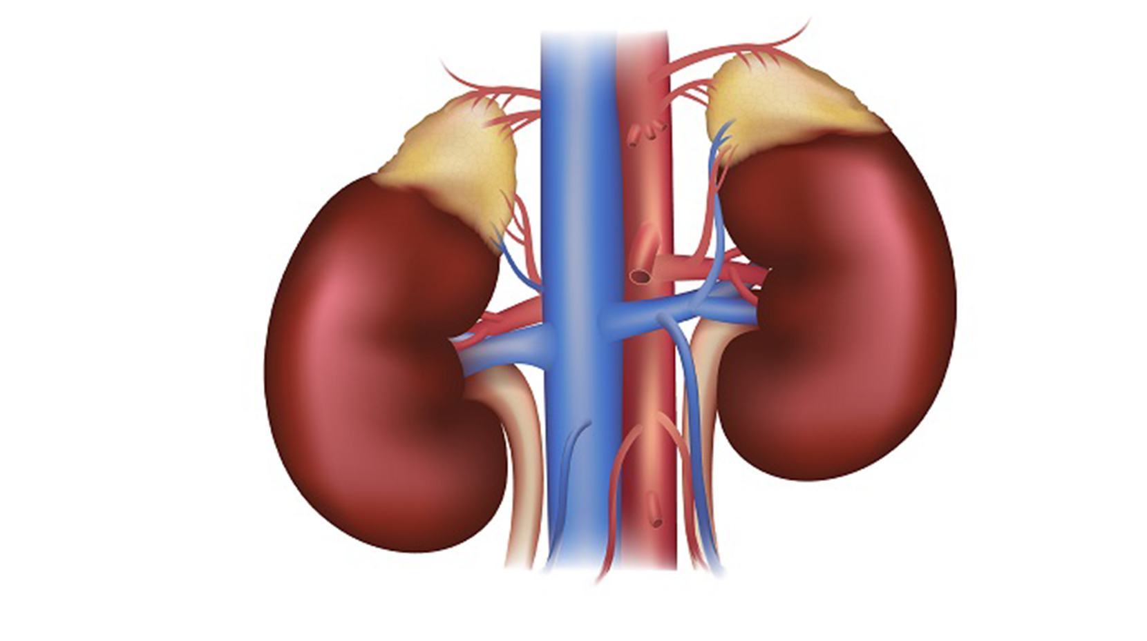 Adrenal Gland Hastalıkları